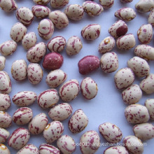 Export Good Quality Fresh Chinese Light Speckled Kidney Bean
